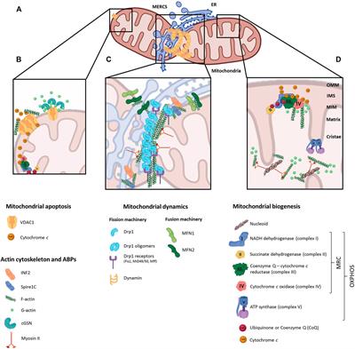 Regulation of Mitochondrial Function by the Actin Cytoskeleton